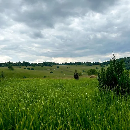 Casutele Din Poiana